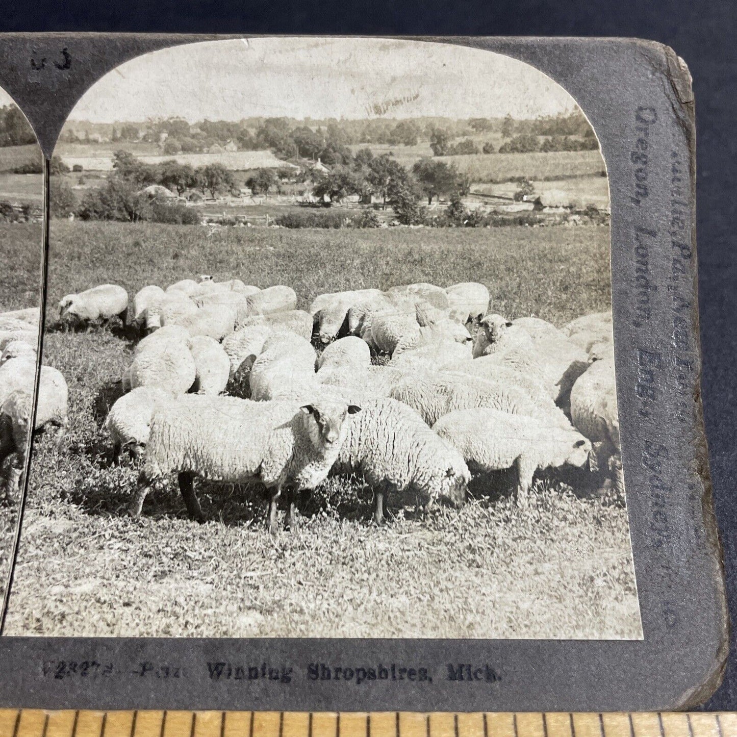 Antique 1906 Flock Of Shropshire Sheep Michigan Stereoview Photo Card P4263