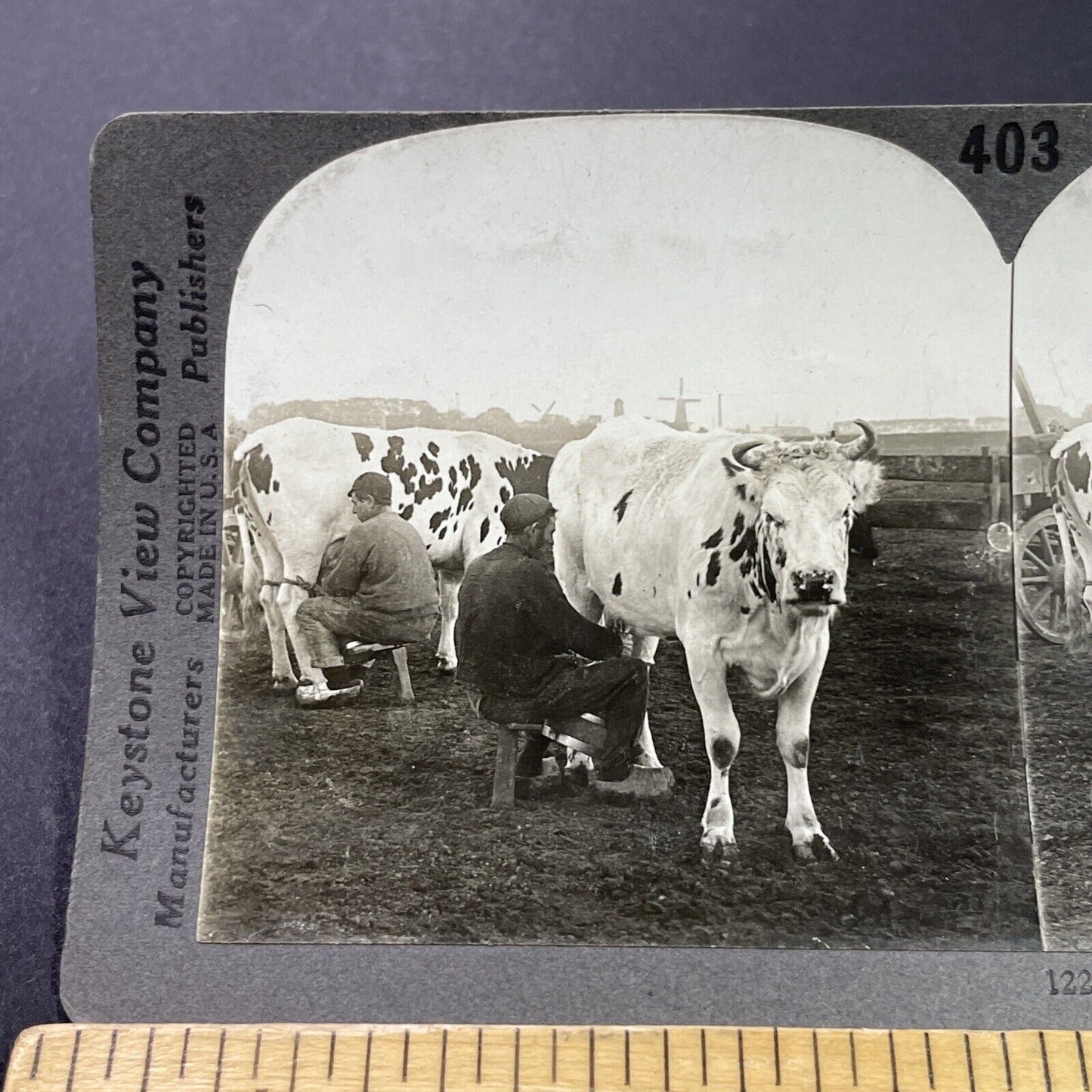 Antique 1910s Farmers Milking Cows Rotterdam Holland Stereoview Photo Card P3757