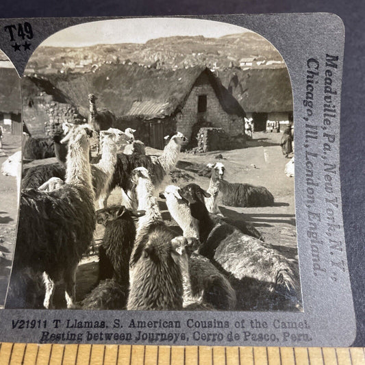 Antique 1910s Llamas In Cerro De Pasco Peru Andes Stereoview Photo Card P4461