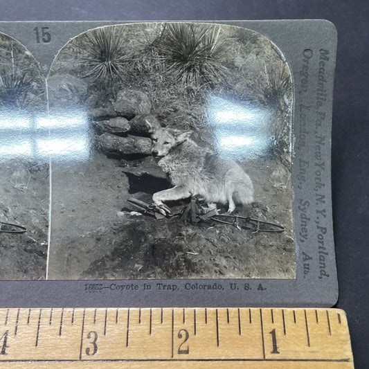 Antique 1906 Coyote In A Bear Clamp Trap Colorado Stereoview Photo Card P2323