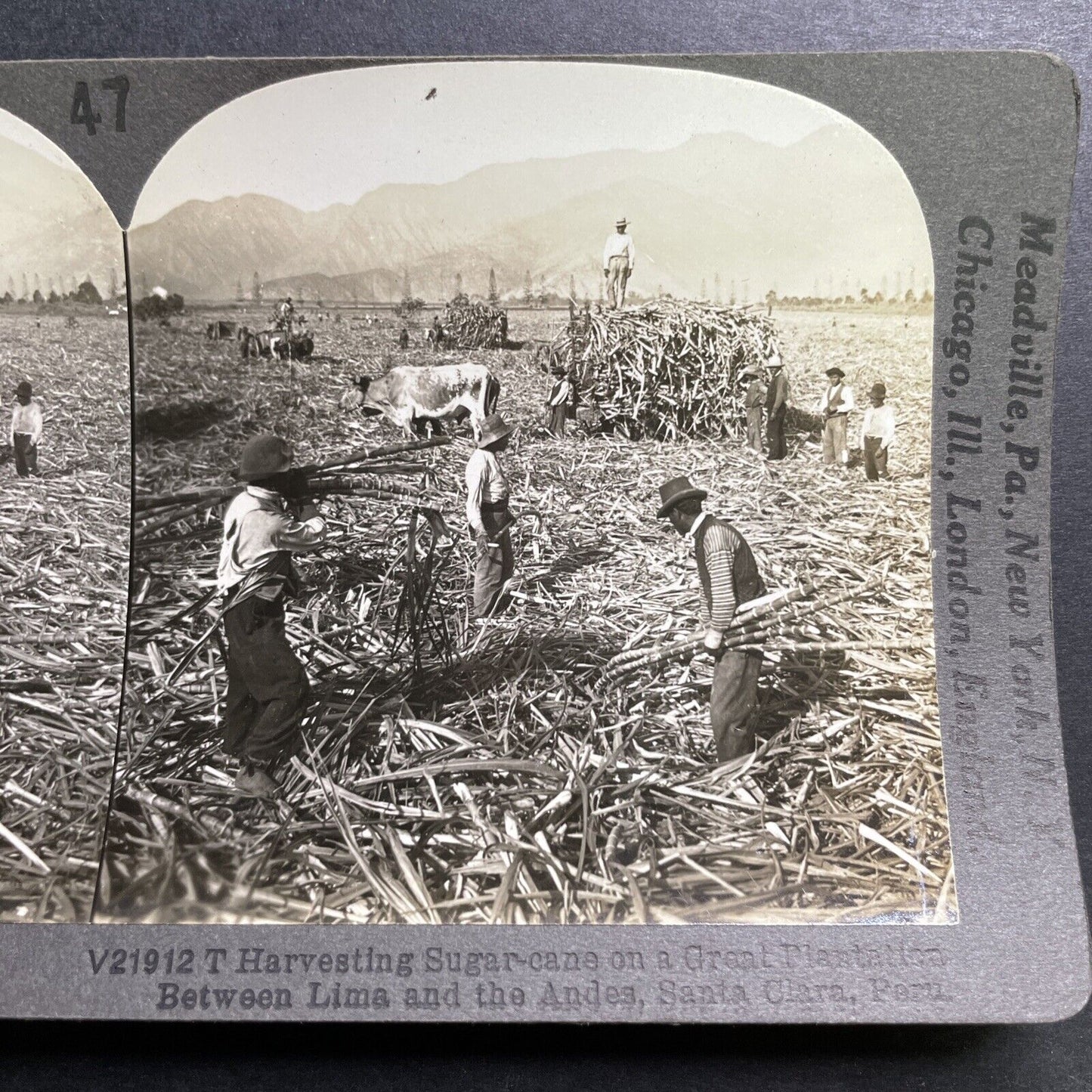 Antique 1918 Sugar Cane Harvest Santa Clara Peru Stereoview Photo Card P1363