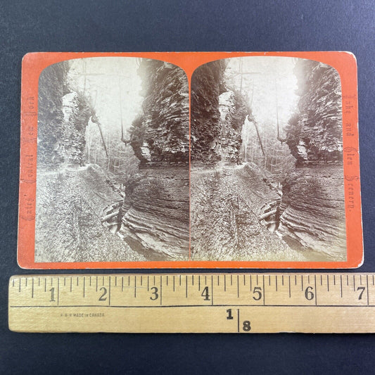 Cedar Tree Watkins Glen New York Stereoview George F. Gates Antique c1865 Y1751