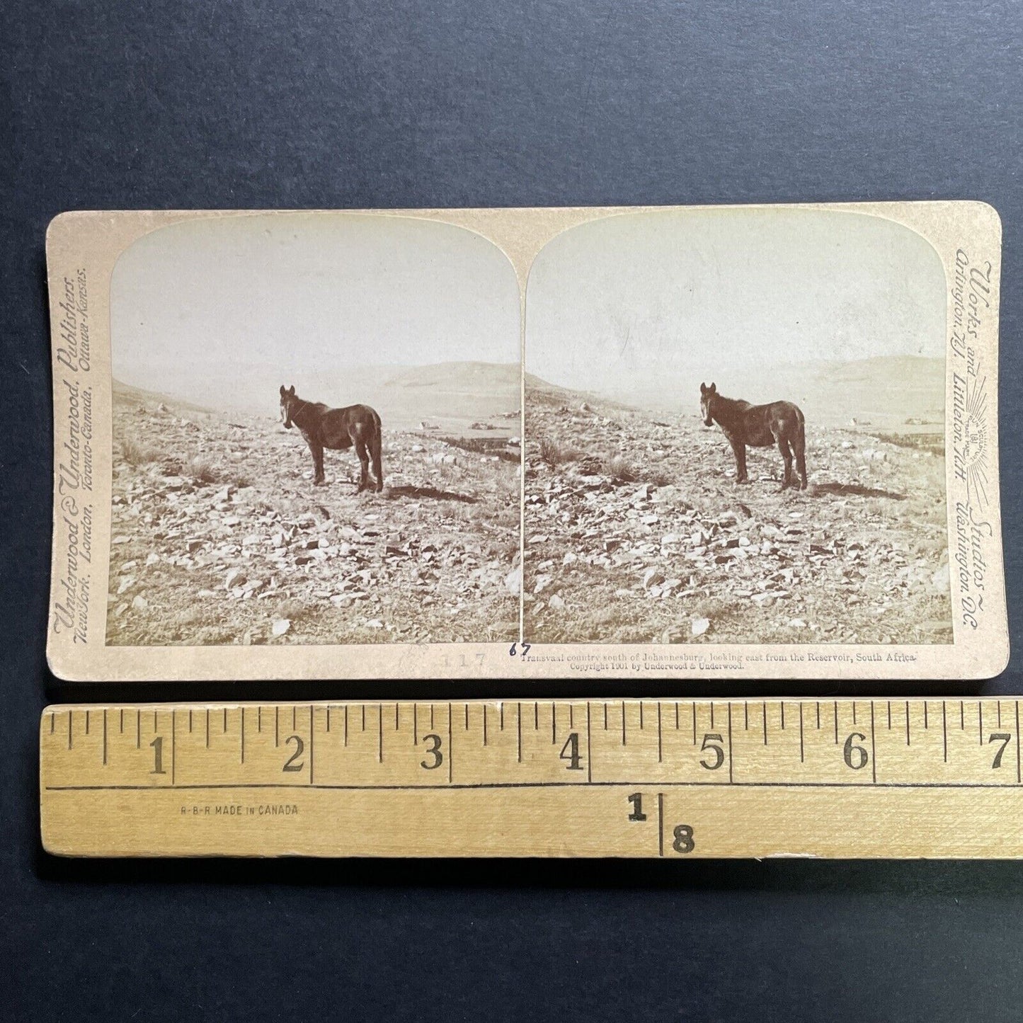 Antique 1901 Wild Horse In Johannesburg South Africa Stereoview Photo Card P1299