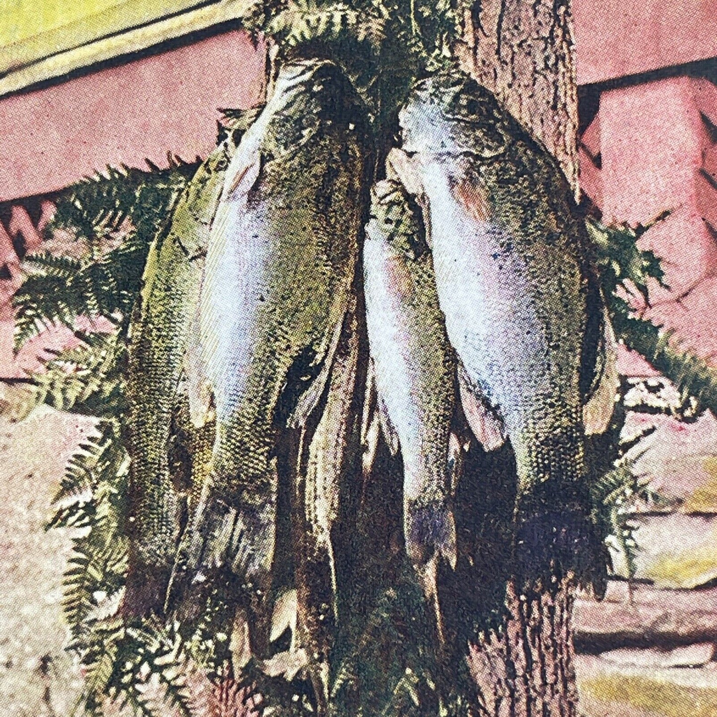 Antique 1899 Black Bass Drying On A Tree Stereoview Photo Card P580-071