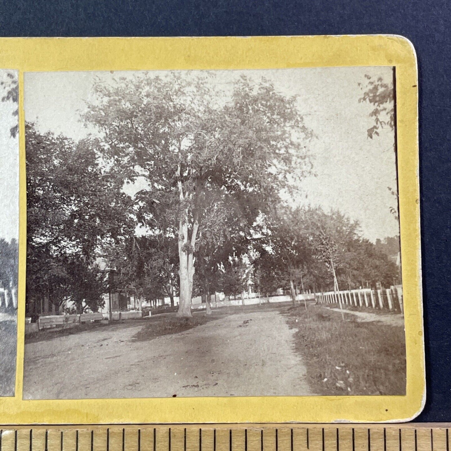 The Great Old Elm Tree Lebanon NH Stereoview Henry Osgood Bly Antique c1870 X968