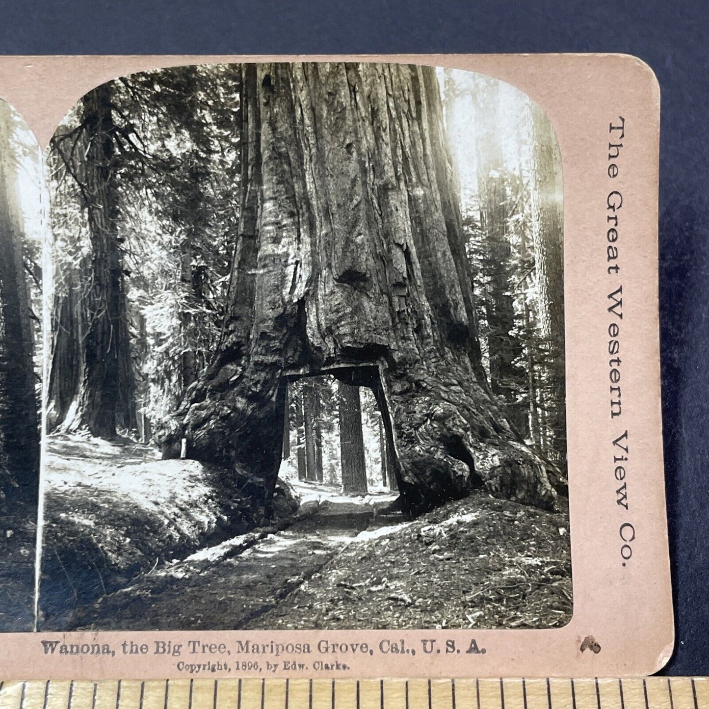 Antique 1896 Wawona Tunnel Tree Giant Sequoia CA Stereoview Photo Card V2120