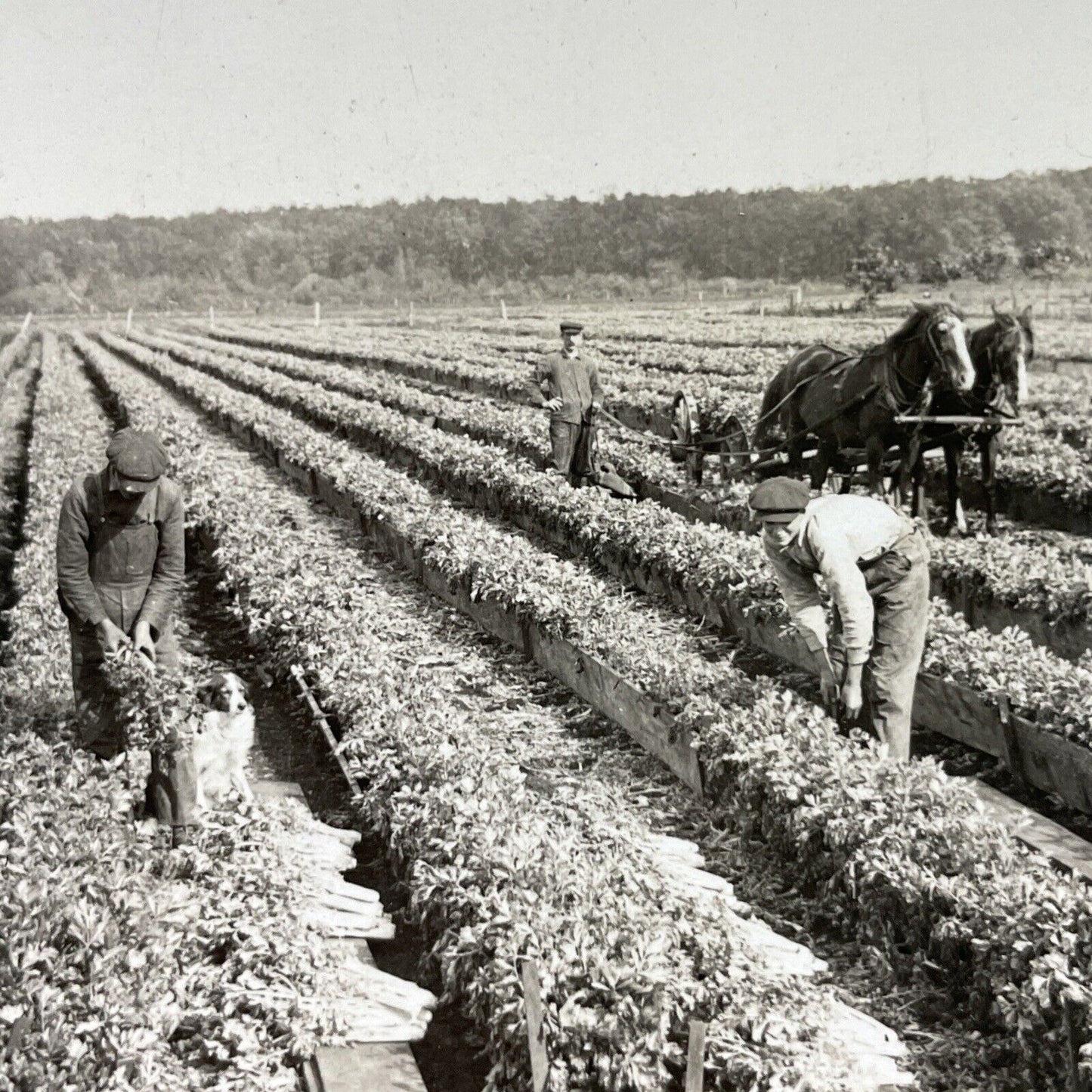 Antique 1920s Celery Farm Field Kalamazoo Michigan Stereoview Photo Card P3707