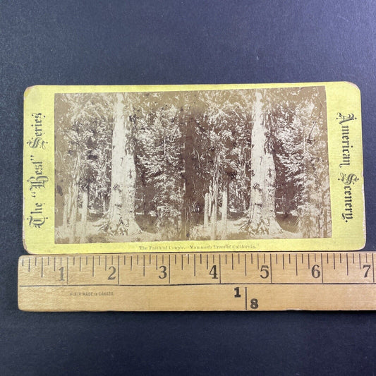 Faithful Couple Sequoia Trees Mariposa Grove Stereoview Antique c1872 X1337