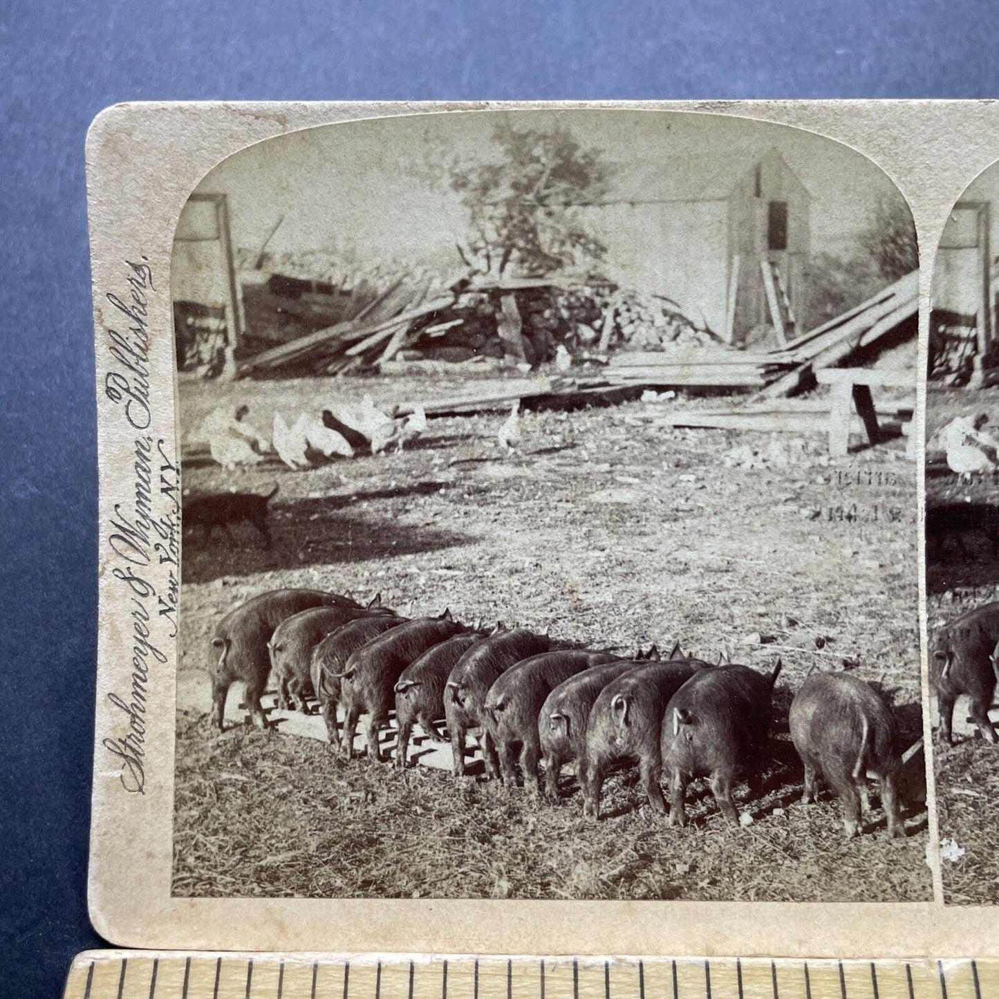 Antique 1897 Pigs Eat On A Farm In New York Stereoview Photo Card P2406