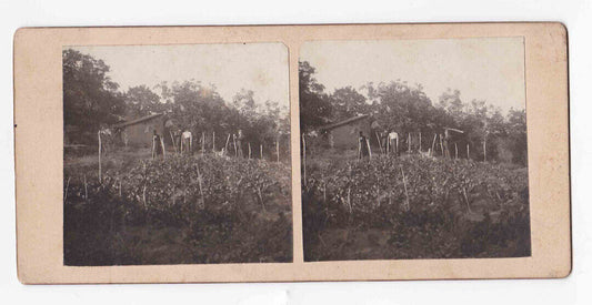 Antique 1906 Harthaven Martha's Vineyard Garden Hart House Stereo Card P271