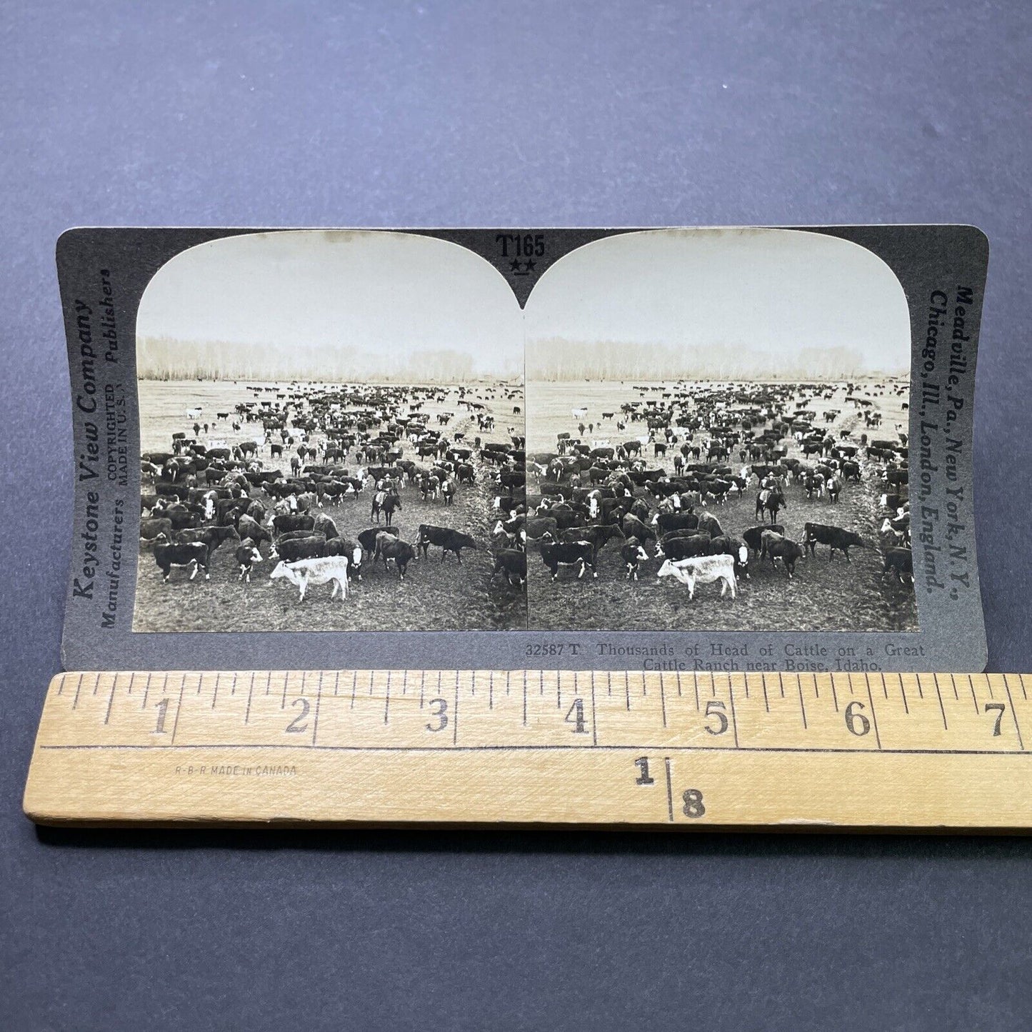 Antique 1910s Cattle Cow Ranch Boise Idaho Stereoview Photo Card P2473