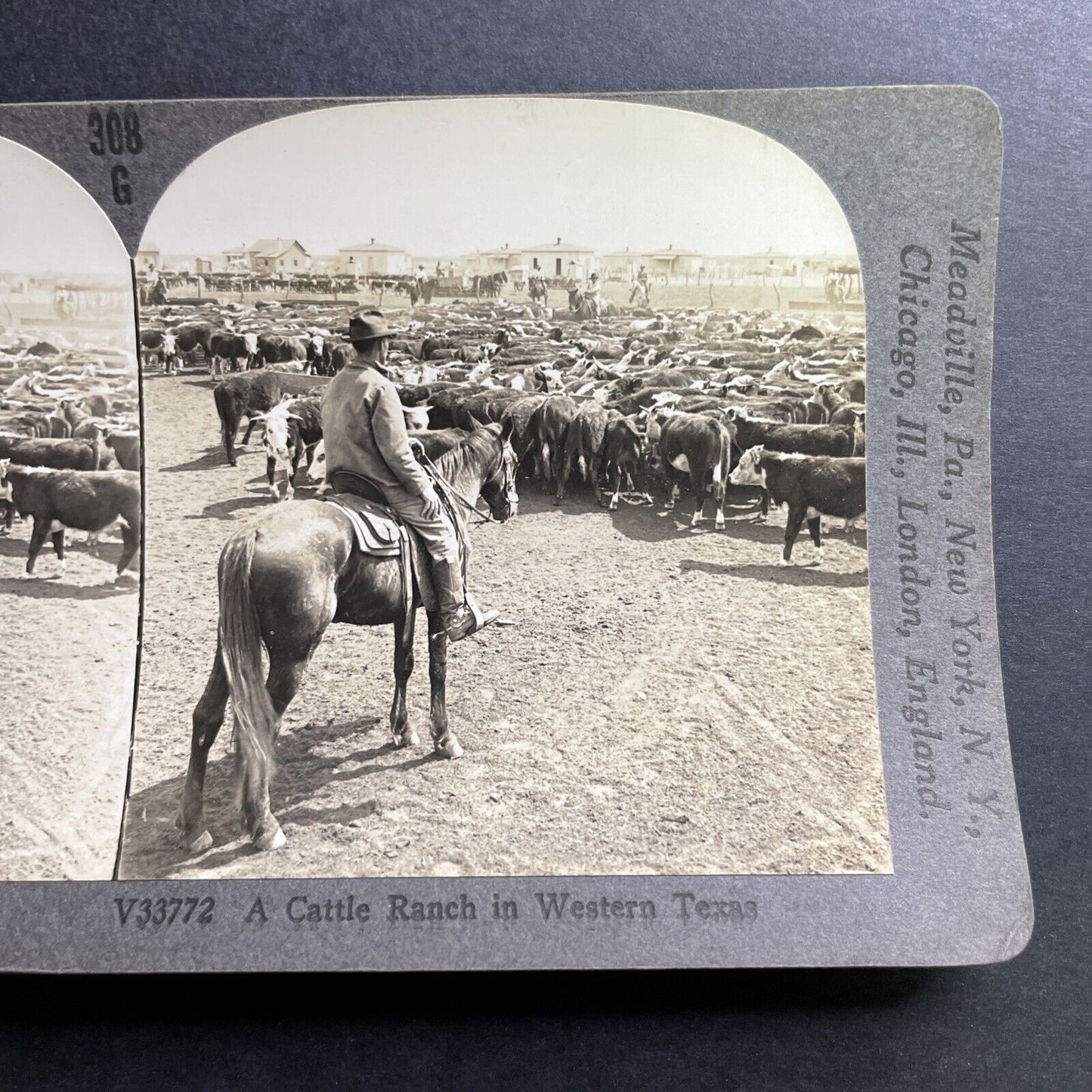 Antique 1918 Cowboys Herd Cattle In West Texas Stereoview Photo Card P1491