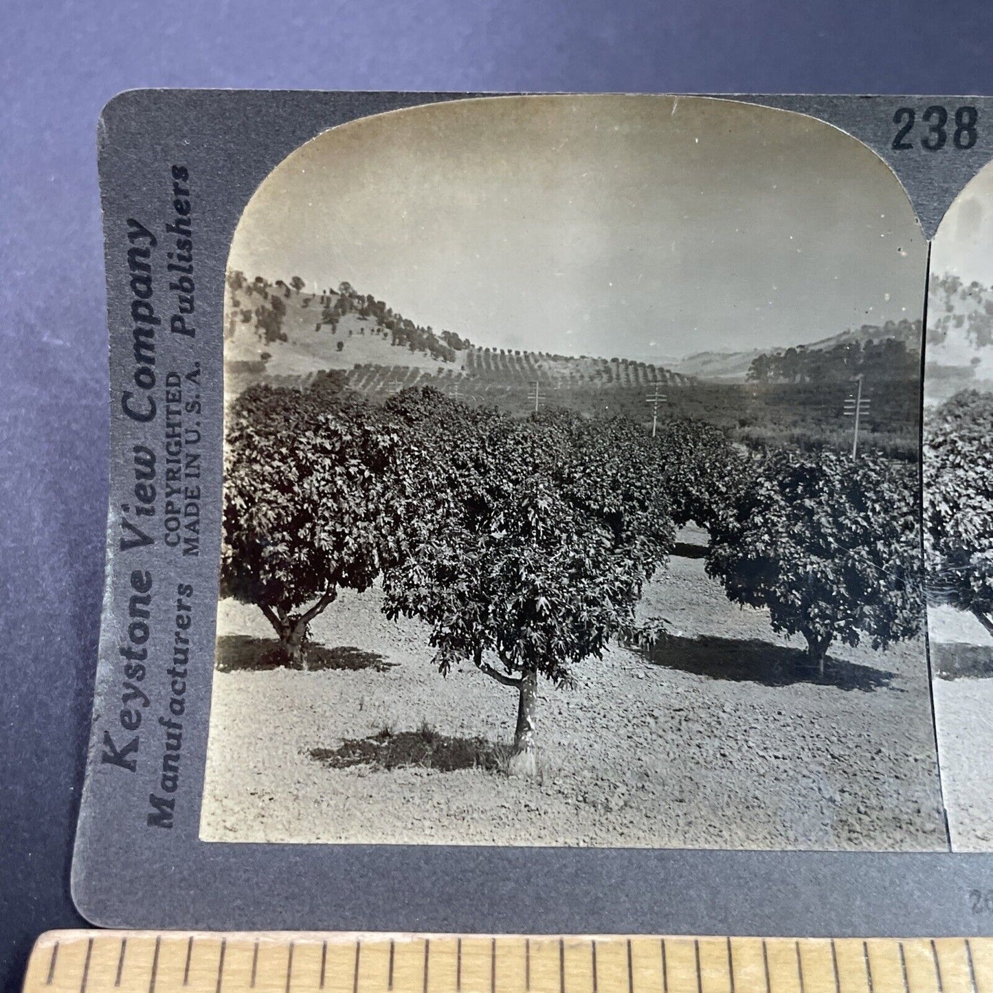 Antique 1920s Fig Orchard Near Yuba City CA Stereoview Photo Card P3733