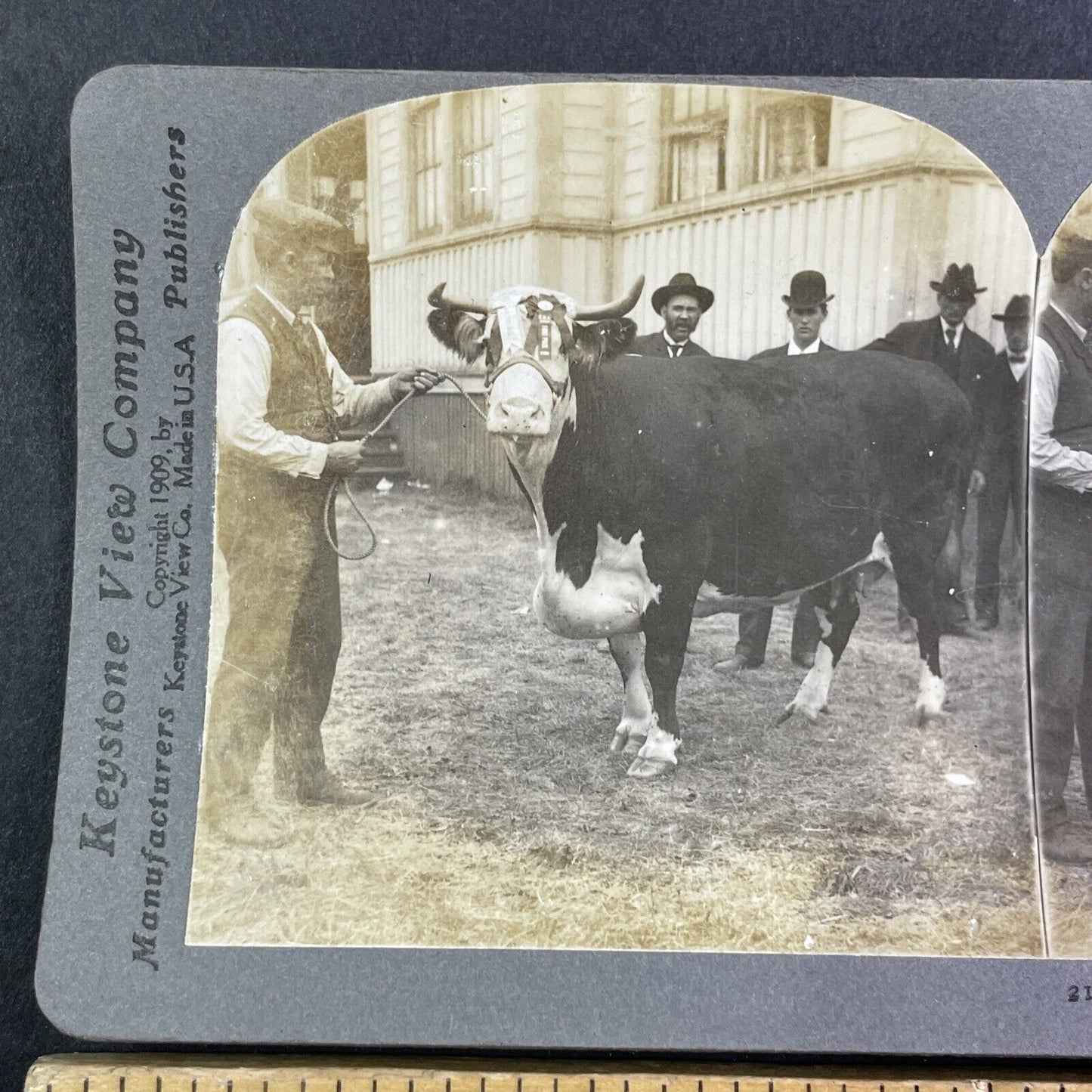 Champion Hereford Cow Toronto Exhibition Stereoview Forest Lady c1909 Y2748