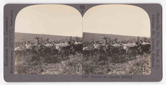 1935 Eskimo Herding Alaskan Reindeer In Northwest Territories Photo Card P106