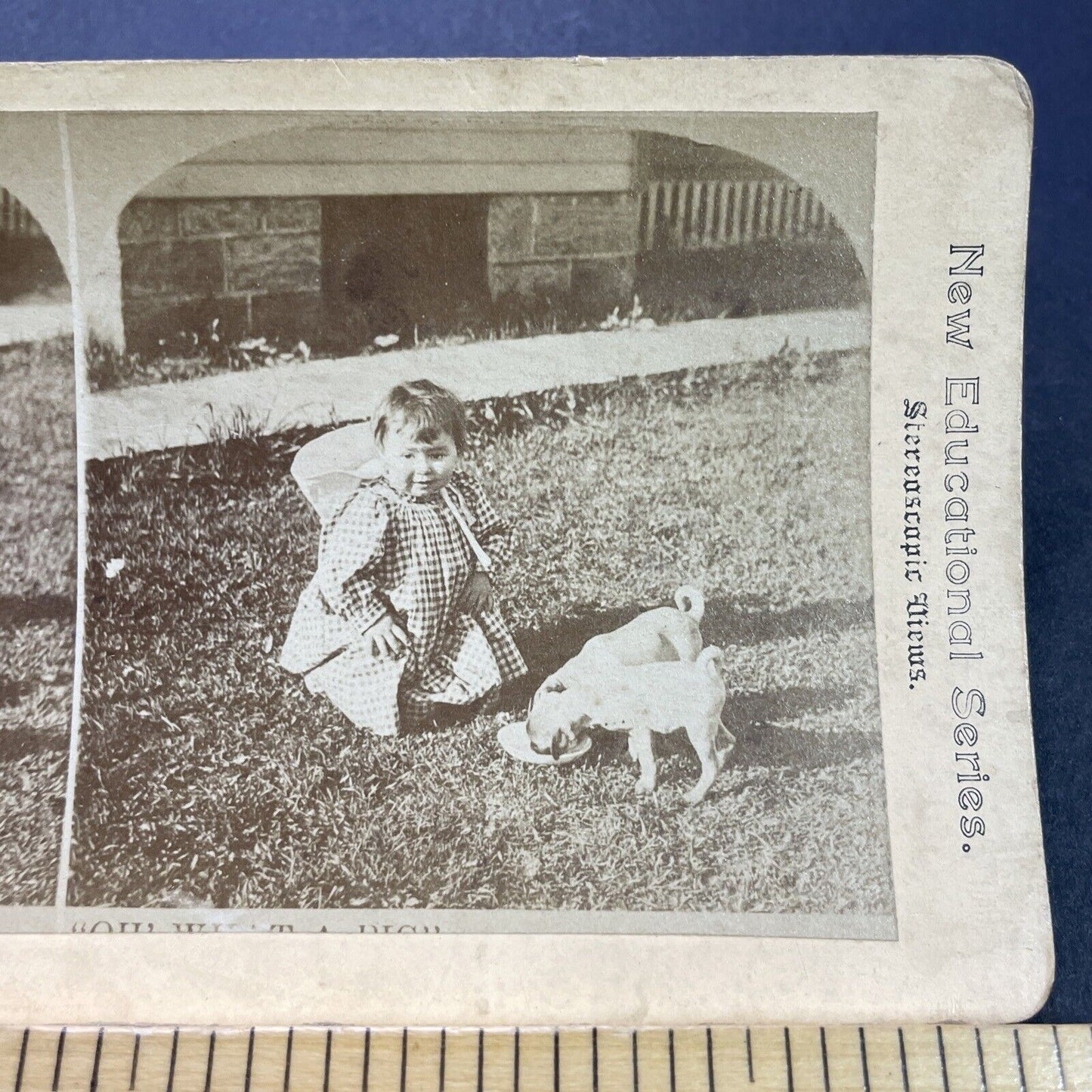 Antique 1870s Child Feeds Pug Puppies Puppy Dogs Stereoview Photo Card P3539