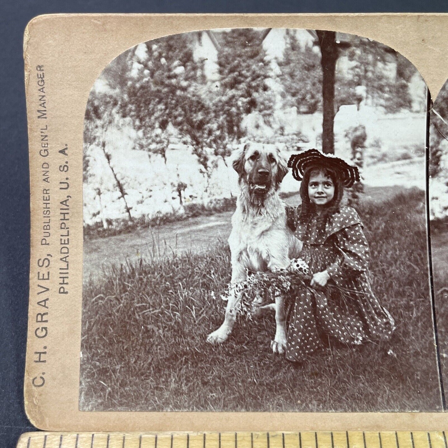 Antique 1894 Girl With Golden Retriever Mix Dog  Stereoview Photo Card P3365