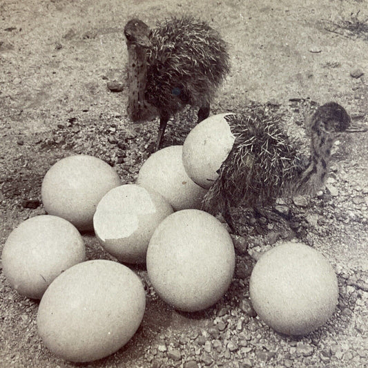 Antique 1898 Baby Ostrich Ostriches Hatch Hatching Stereoview Photo Card P4287