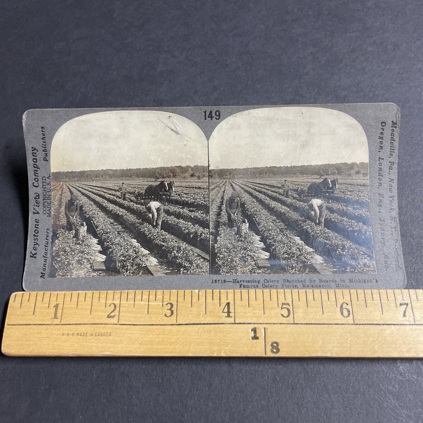 Antique 1910s Celery Farm Kalamazoo Michigan Stereoview Photo Card P3654