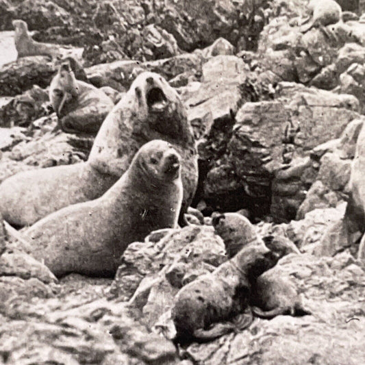 Antique 1918 Sea Lions In Santa Barbara California Stereoview Photo Card P1459