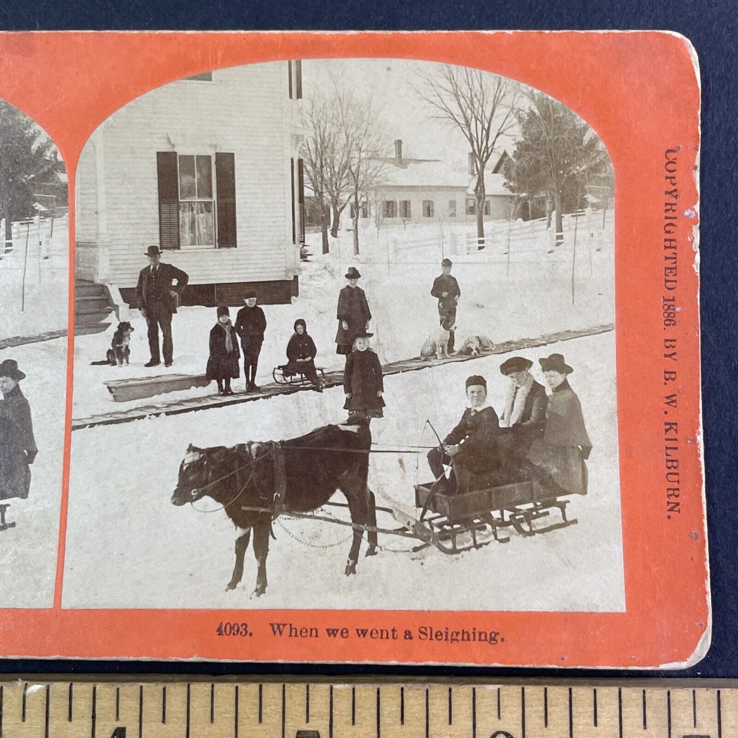 Cow Calf Pulling Winter Sleigh Stereoview BW Kilburn Antique c1886 X4115