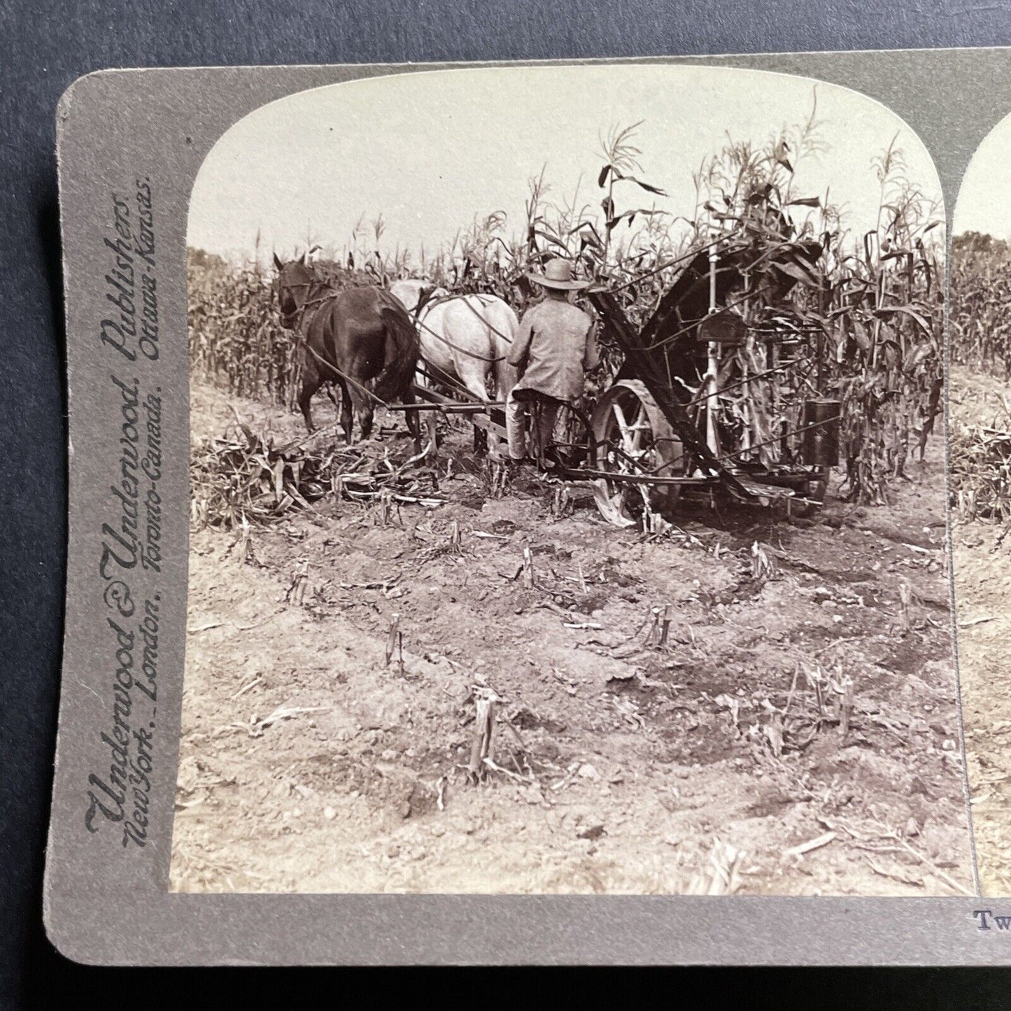 Antique 1903 Fall Corn Harvest Michigan USA Stereoview Photo Card P1768