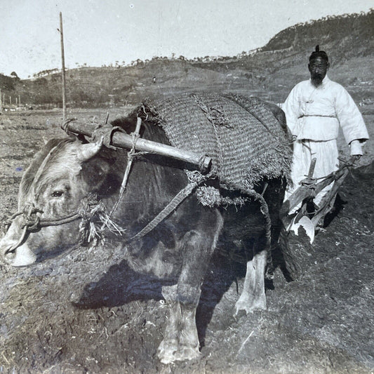 Antique 1910s Bull Plowing A Field South Korea Stereoview Photo Card P2750