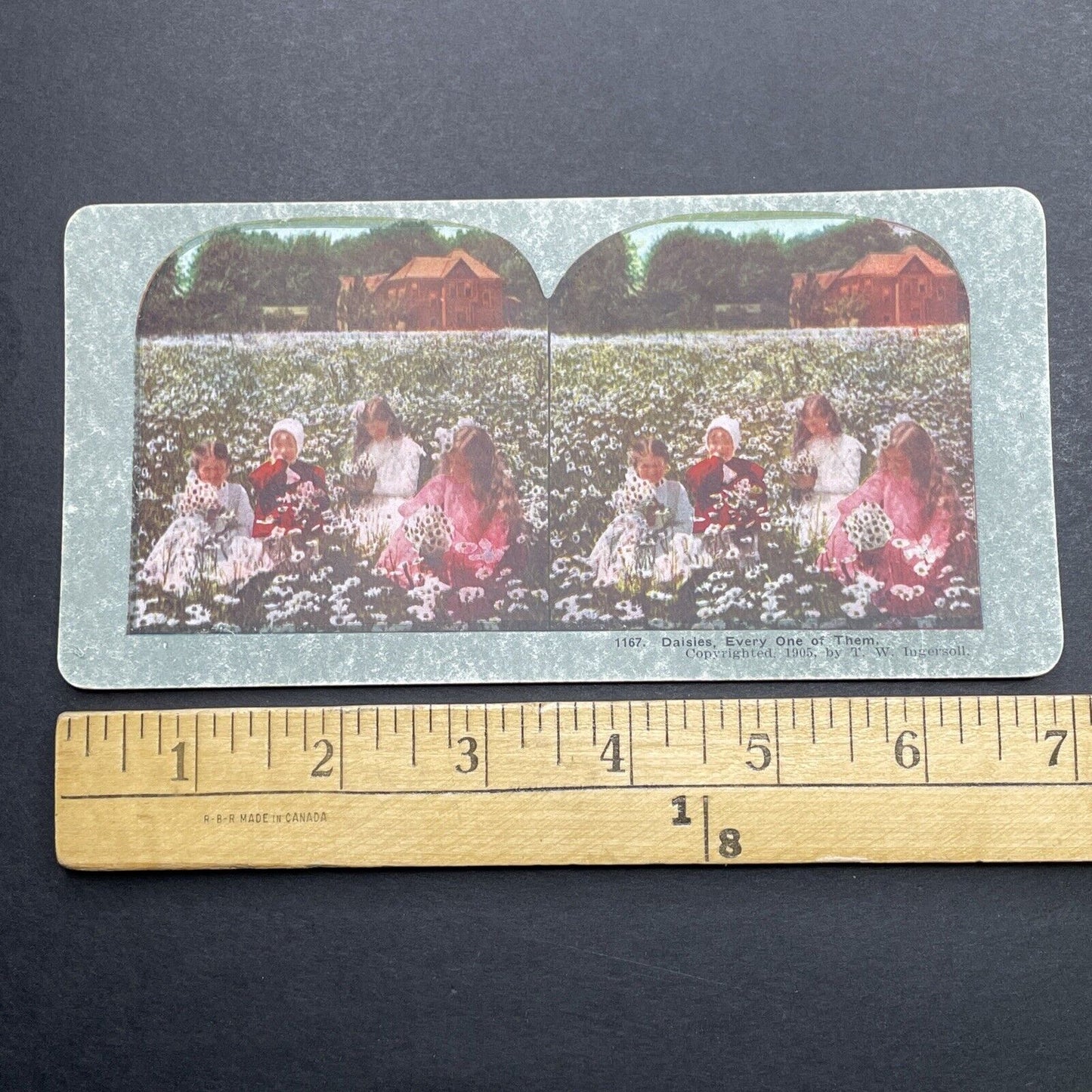 Antique 1905 Children Picking Daisies In A Field Stereoview Photo Card P1255