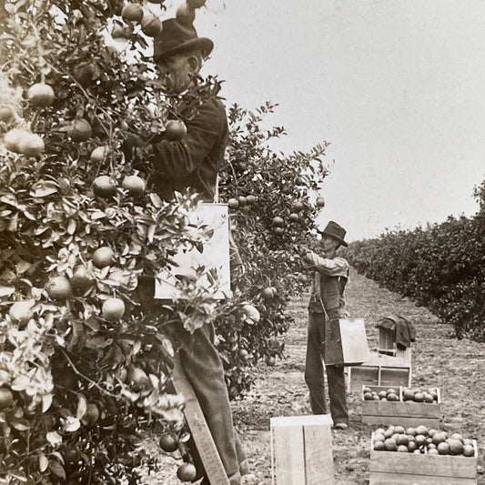 Antique 1905 Picking Oranges Riverside California Stereoview Photo Card P1317