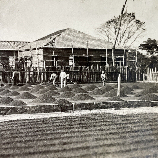 Antique 1920s Coffee Bean Farm Sao Paulo Brazil Stereoview Photo Card P3761