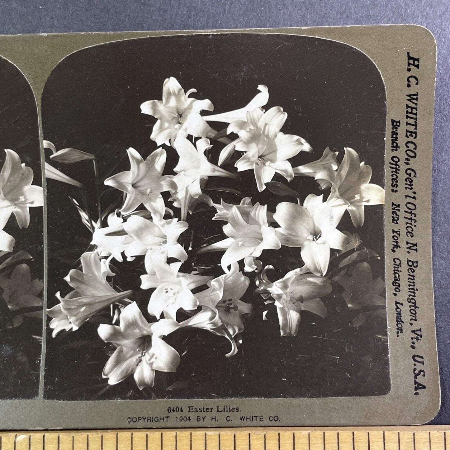 Easter Lillies Lily Flowers Stereoview H.C. White Antique c1904 Y422