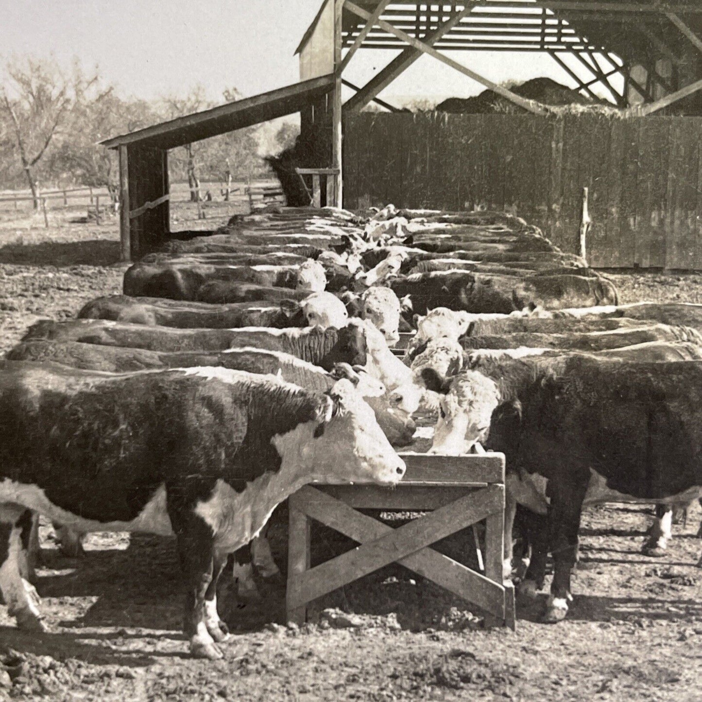 Antique 1918 Hereford Cattle In Manhattan Kansas Stereoview Photo Card P1354