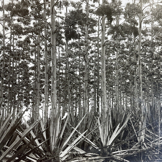 Antique 1910s Sisal Hemp Farm Uganda Africa Stereoview Photo Card P3627