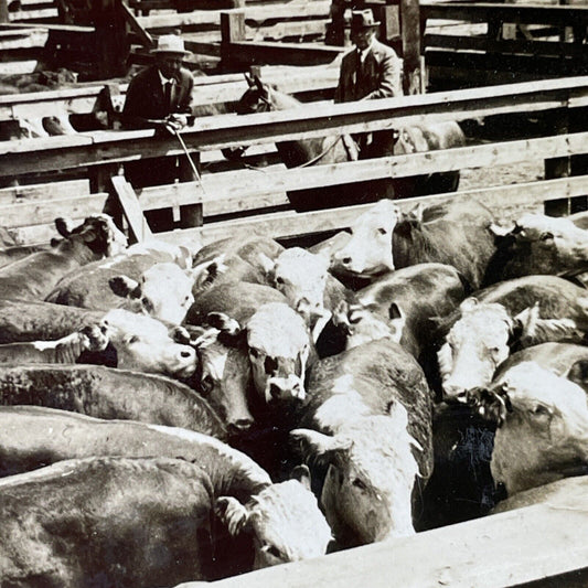 Antique 1920 Large Cattle Stockyard Chicago Illinois Stereoview Photo Card P2768