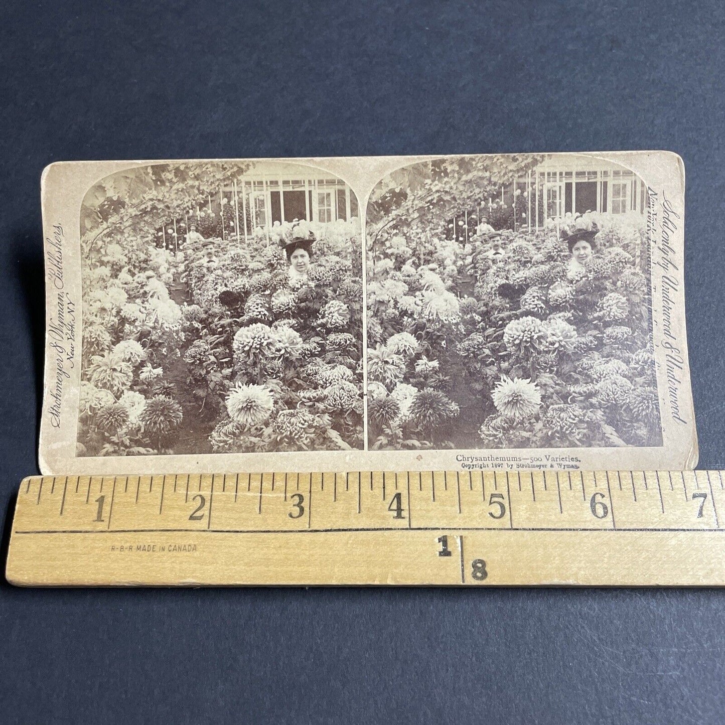 Antique 1897 Chrysanthemum Test Variety Greenhouse Stereoview Photo Card P4329