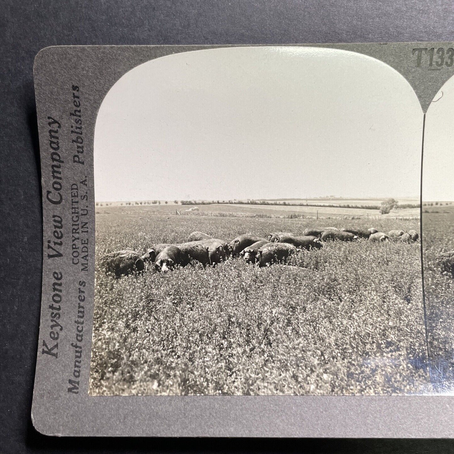 Antique 1918 Poland China Pigs In Kansas Stereoview Photo Card P1353