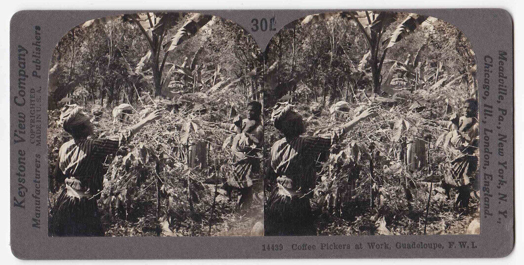 Antique 1898 Coffee Pickers At Work In Guadeloupe, F.W.I. Photo Card P016