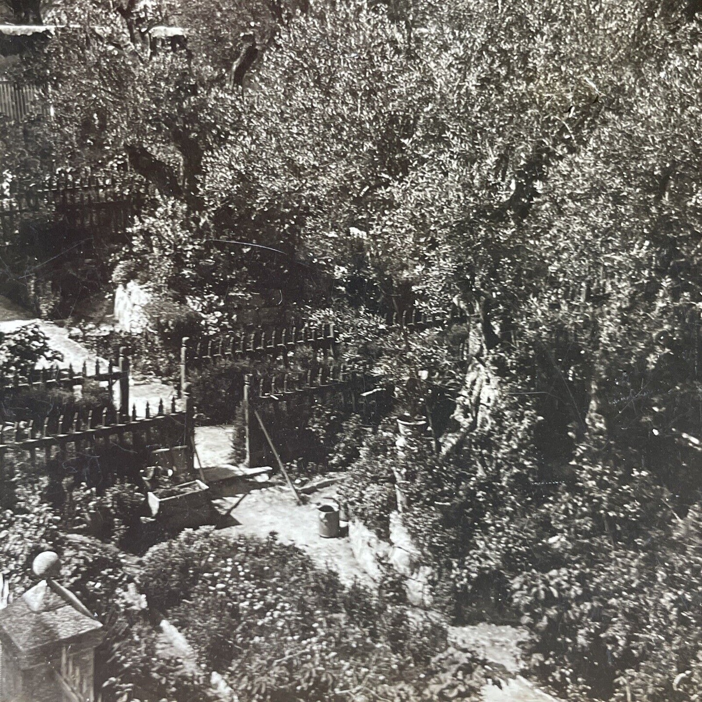 Antique 1901 Garden Of Gethsemane Jerusalem Stereoview Photo Card P2453