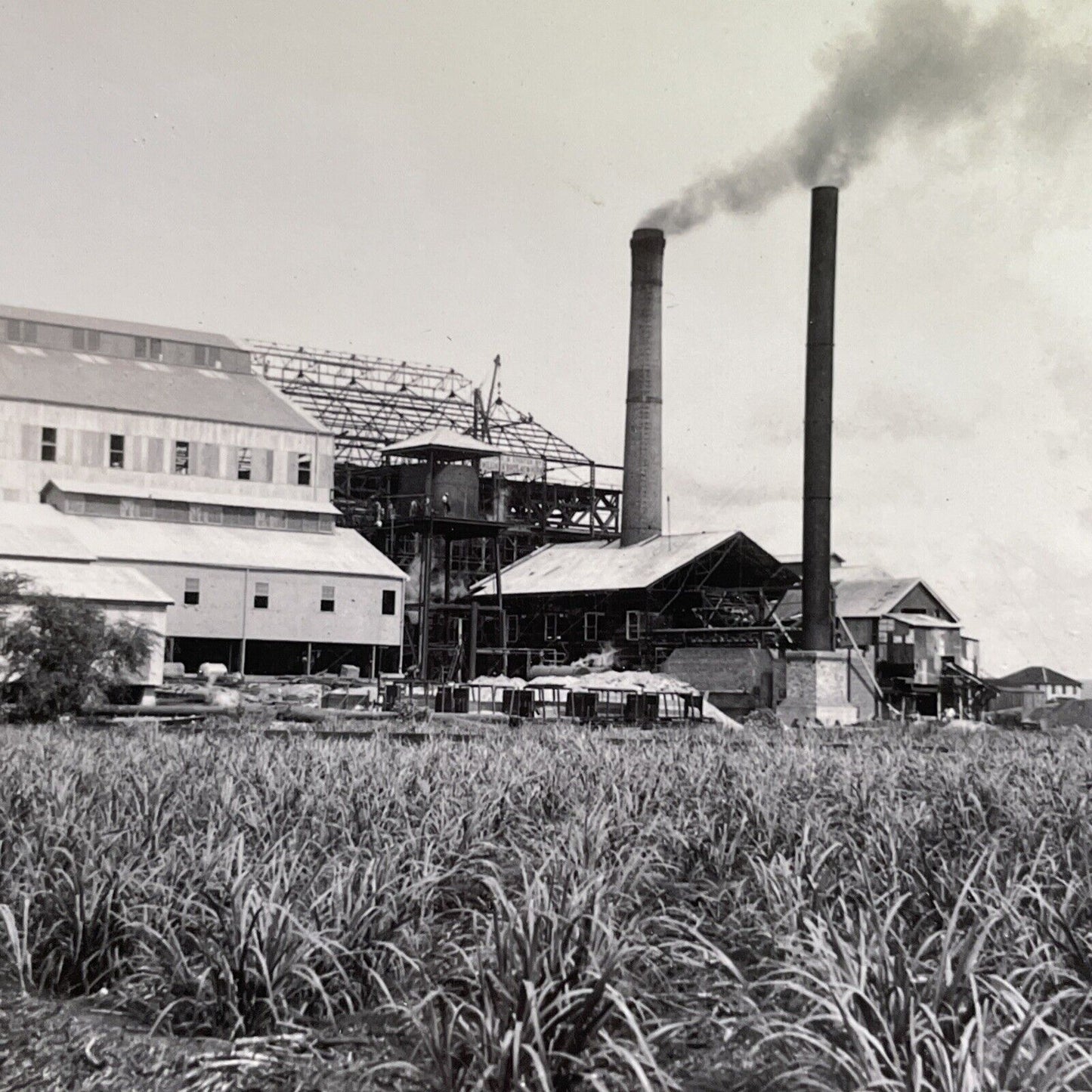 Antique 1929 Sugar Mill Factory In Hawaii Stereoview Photo Card P1730