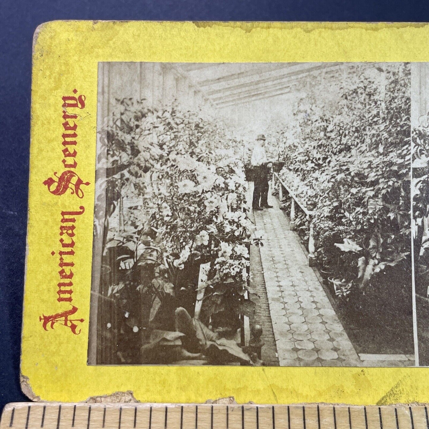 Antique 1870s Missouri Botanical Gardens St. Louis Stereoview Photo Card P3970