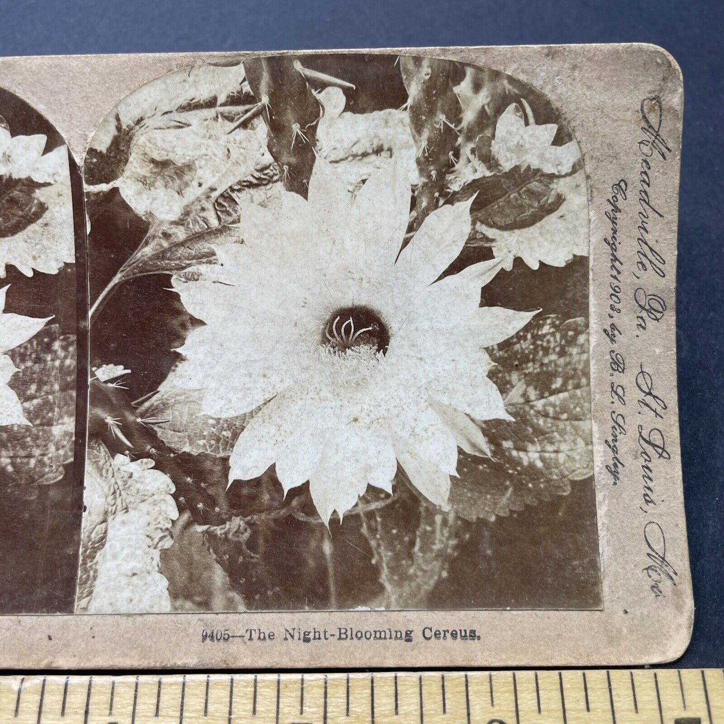 Antique 1903 A Night Blooming Cereus Flower Stereoview Photo Card P2584