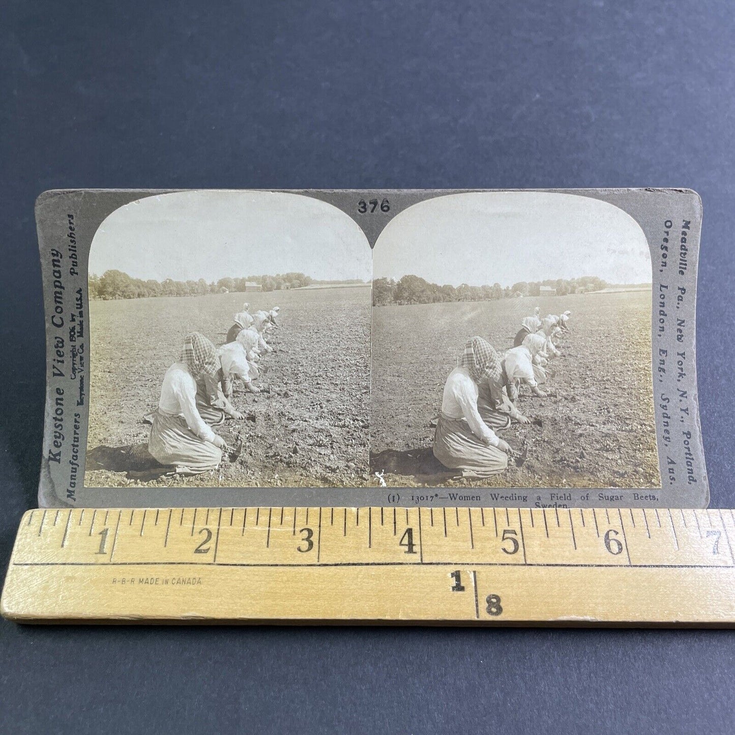 Antique 1906 Swedish Women Farm Sugar Beets Sweden Stereoview Photo Card P2142