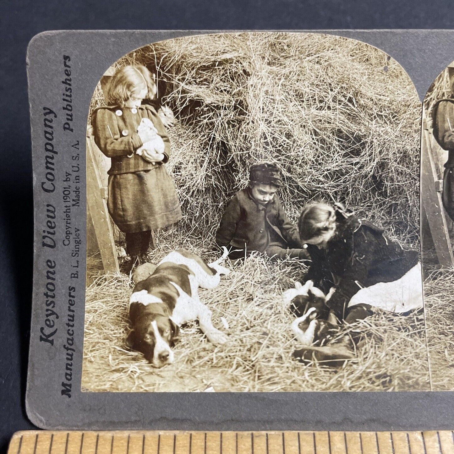 Antique 1901 A Hunting Dog Has Puppies In The Barn Stereoview Photo Card P4080