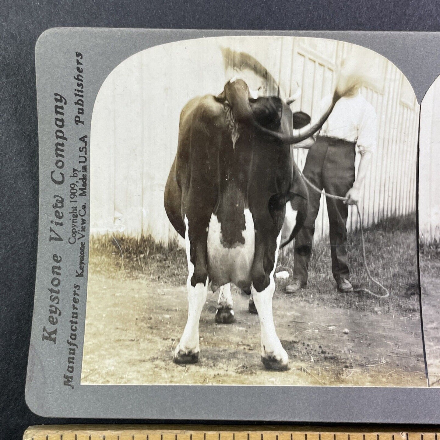 Holstein Cow Udder Toronto Exhibition Stereoview Rear View c1909 Y2746