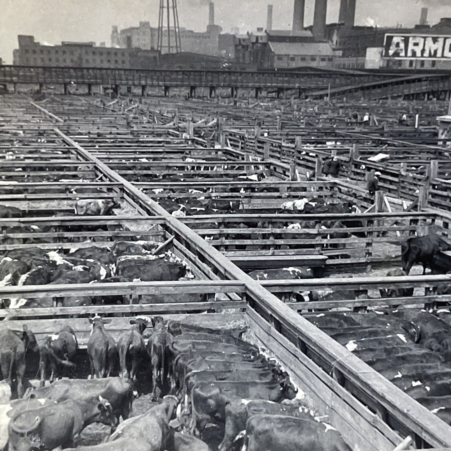 Antique 1910s Cattle Cows Waiting For Slaughter Stereoview Photo Card V2601