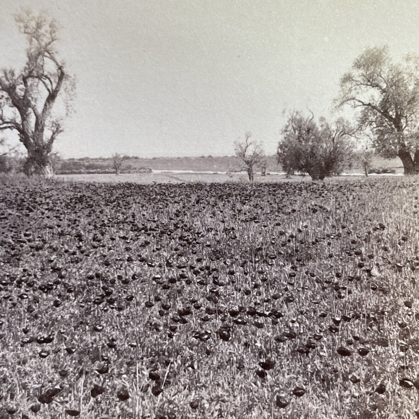 Antique 1900 Rose Of Sharon Field Palestine Israel Stereoview Photo Card P1371