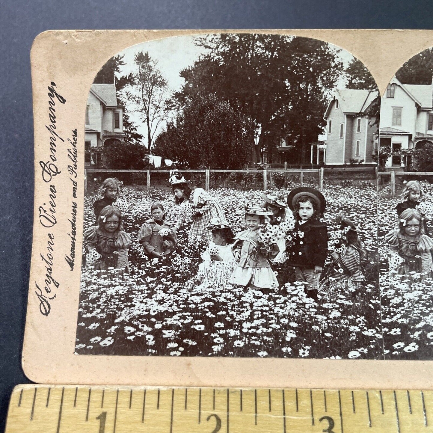 Antique 1899 Children In A Daisy Field Daisies Stereoview Photo Card P3987