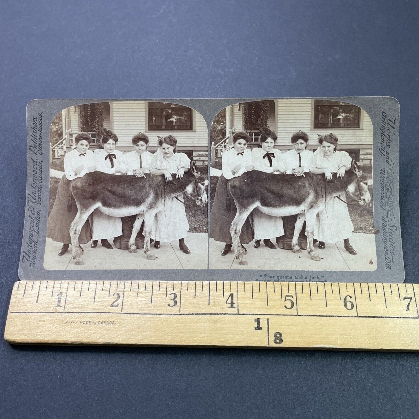 Antique 1904 Teenage Girls And A Prize Donkey Stereoview Photo Card P3119