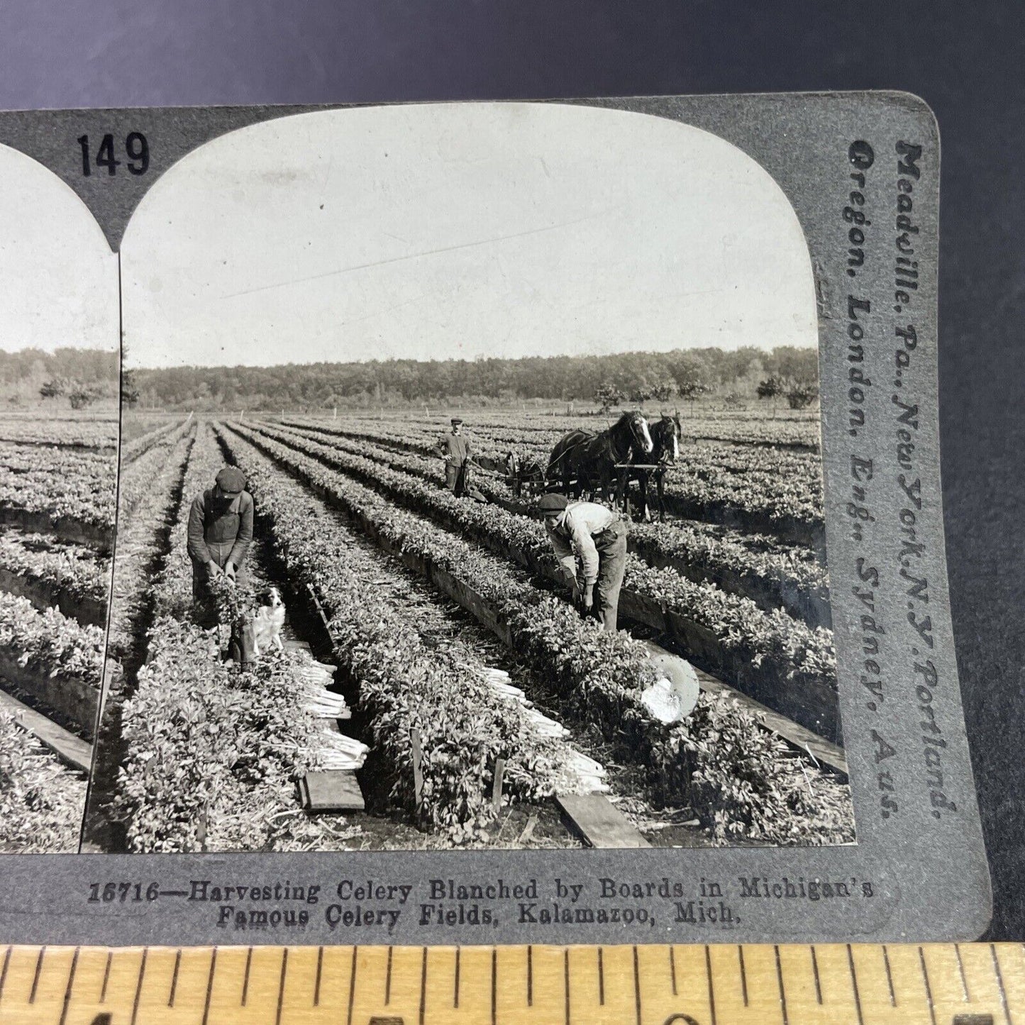 Antique 1910s Celery Farm In Kalamazoo Michigan Stereoview Photo Card P3671