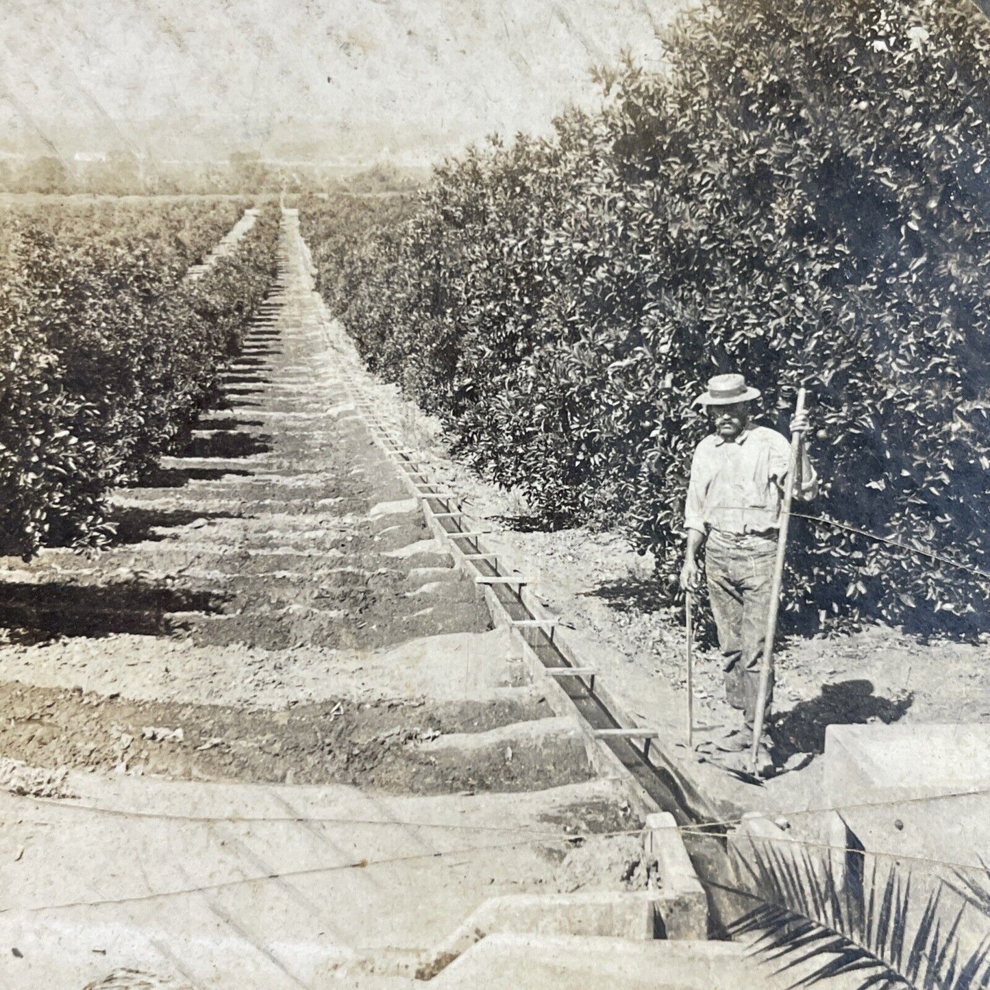 Antique 1909 Orange Tree Farm Redlands California Stereoview Photo Card P3593